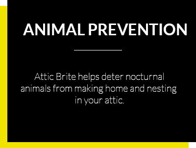 animal-prevention-png-lato Attic Bright - Animal Prevention